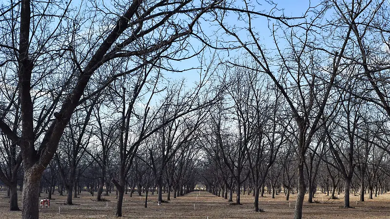 Productores de nuez le apuestan a lo orgánico